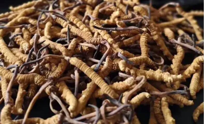 新鮮冬蟲夏草怎么保存，鮮草怎么吃？