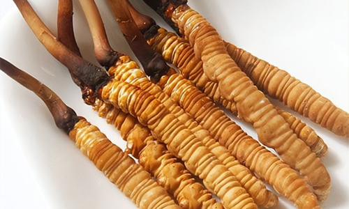 冬蟲(chóng)夏草的吃法，冬蟲(chóng)夏草的家常做法