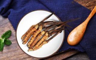 冬蟲夏草有何藥用價值，蟲草有啥子作用