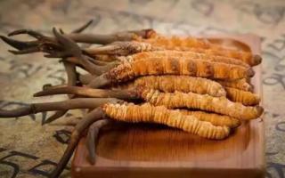 冬蟲夏草是新的好還是陳的好，冬蟲夏草是新鮮的好還是曬干的好