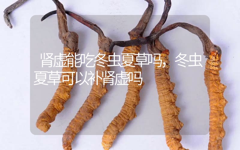 腎虛能吃冬蟲(chóng)夏草嗎，冬蟲(chóng)夏草可以補(bǔ)腎虛嗎？