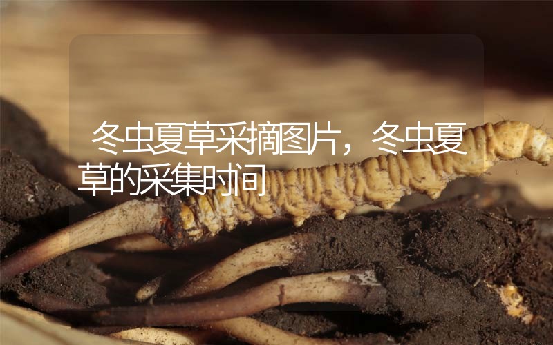 冬蟲夏草采摘圖片，冬蟲夏草的采集時間