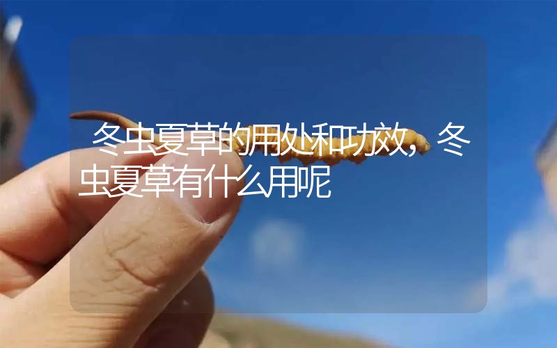 冬蟲夏草的用處和用法，冬蟲夏草有什么用呢