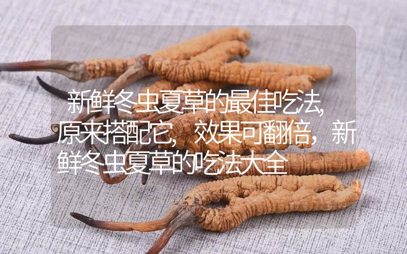 新鮮冬蟲夏草的最佳吃法,原來搭配它,效果可翻倍，新鮮冬蟲夏草的吃法大全