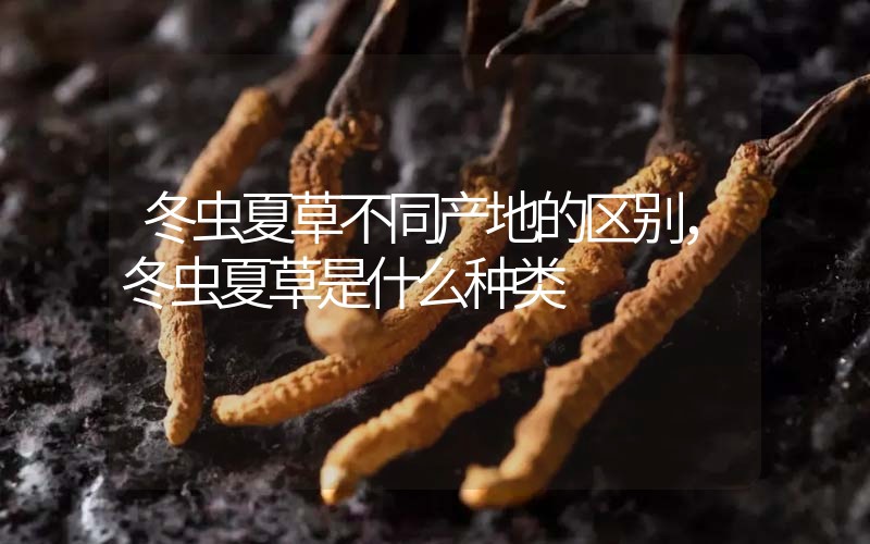 冬蟲夏草不同產(chǎn)地的區(qū)別，冬蟲夏草是什么種類