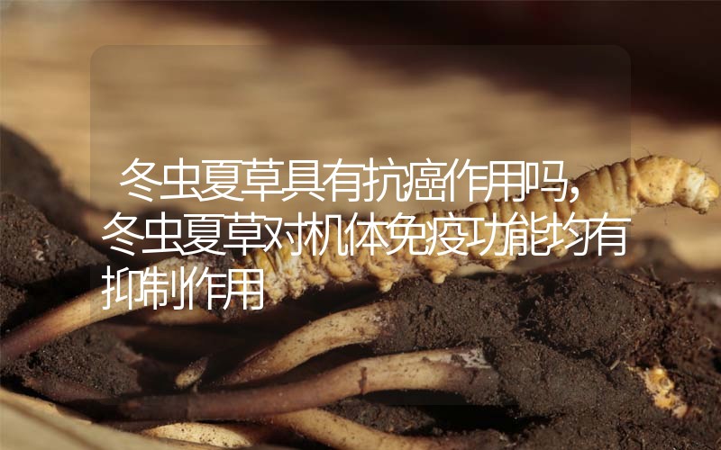 冬蟲夏草具有抗癌作用嗎，冬蟲夏草對機(jī)體免疫功能均有抑制作用