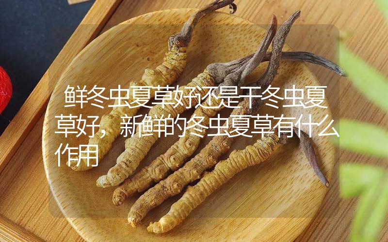 鮮冬蟲(chóng)夏草好還是干冬蟲(chóng)夏草好，新鮮的冬蟲(chóng)夏草有什么作用