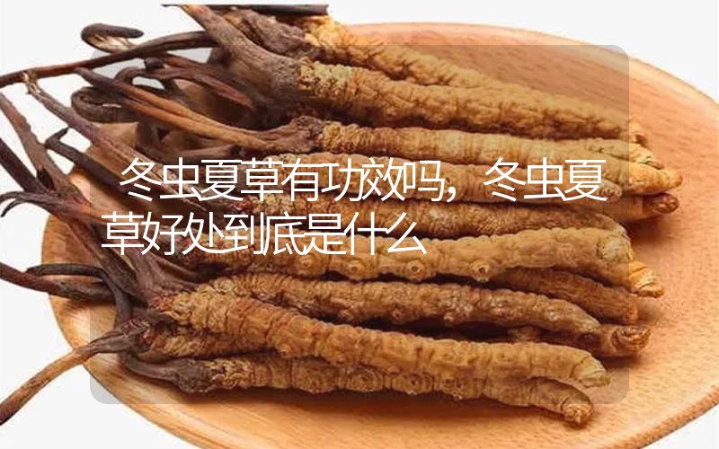 冬蟲(chóng)夏草到底有什么神奇作用?冬蟲(chóng)夏草好處到底有哪些？