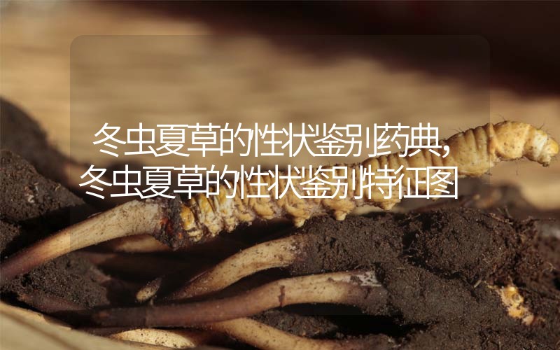 冬蟲(chóng)夏草的性狀鑒別藥典，冬蟲(chóng)夏草的性狀鑒別特征圖