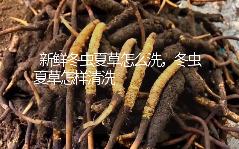 新鮮冬蟲夏草怎么洗，冬蟲夏草怎樣清洗