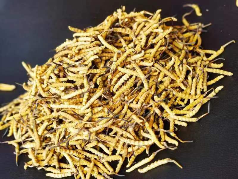 冬蟲夏草哪幾種食用方法比較好呢？推薦幾種參考