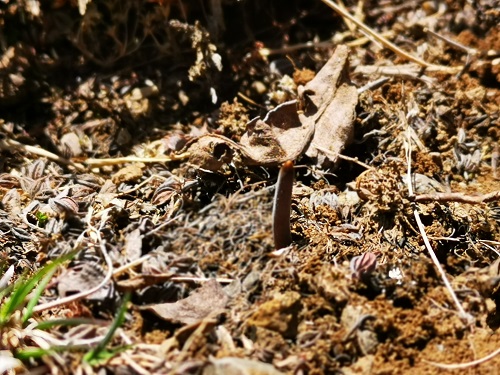 冬蟲夏草是蟲子還是草呢？它是如何生長的