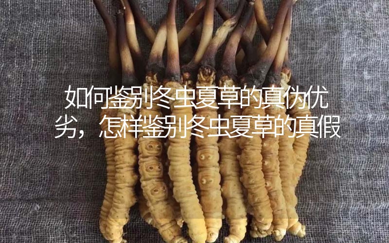 如何鑒別冬蟲夏草的真?zhèn)蝺?yōu)劣，怎樣鑒別冬蟲夏草的真假
