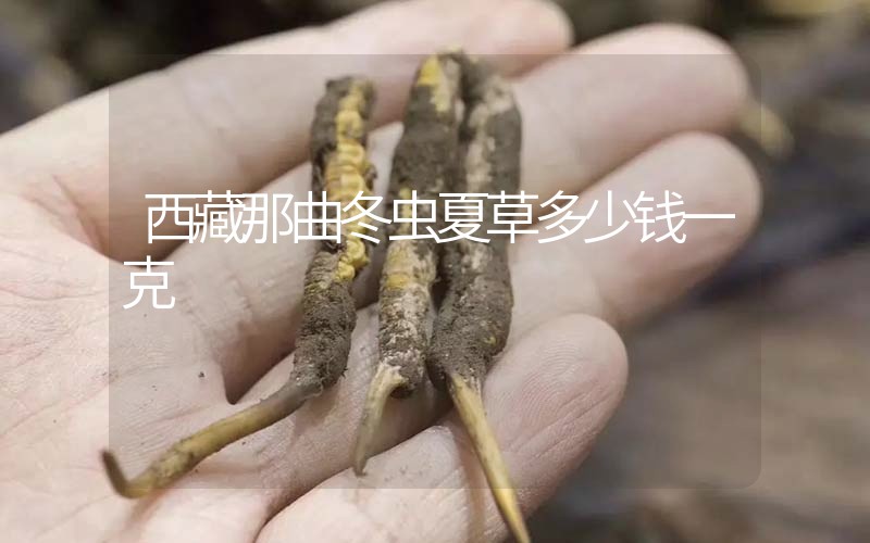西藏那曲冬蟲夏草多少錢一克？