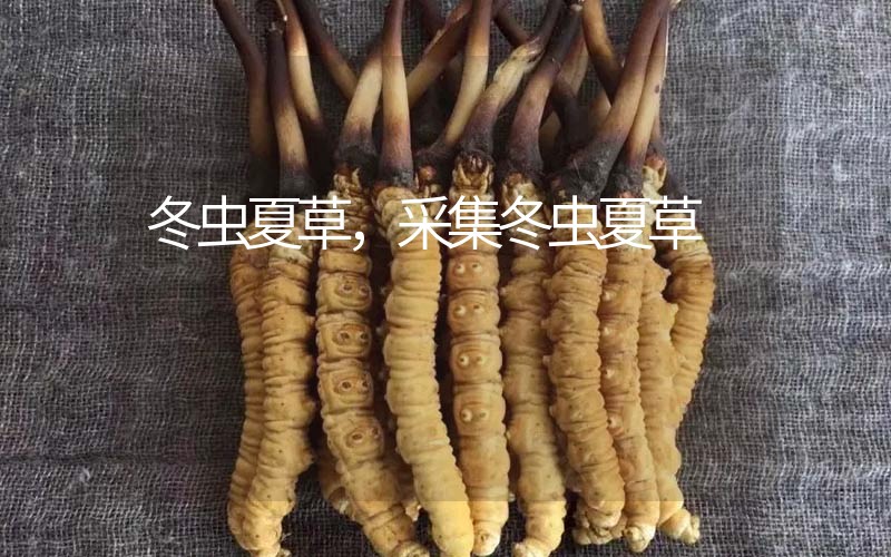 冬蟲夏草采挖時(shí)間，什么時(shí)候采集冬蟲夏草
