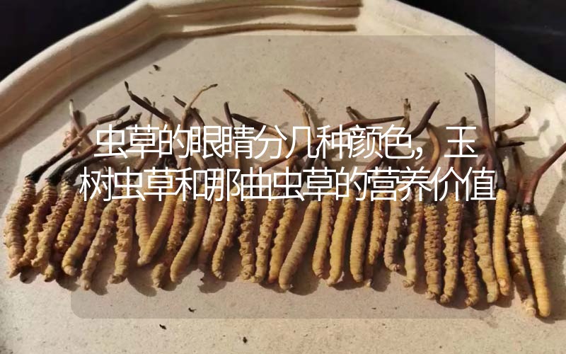 蟲草的眼睛分幾種顏色，玉樹蟲草和那曲蟲草的營養(yǎng)價(jià)值