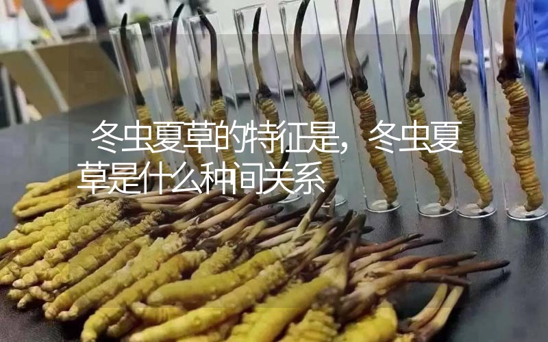冬蟲夏草的特征是，冬蟲夏草是什么種間關(guān)系