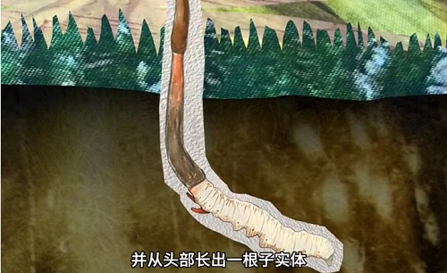 冬蟲夏草到底是蟲還是草？你猜到了嗎？