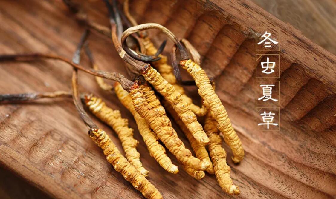 冬蟲夏草有什么藥用價值？冬蟲夏草作用與效果