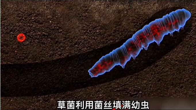 神奇的冬蟲夏草為什么能從蟲子變成草？它到底是怎么形成的呢？