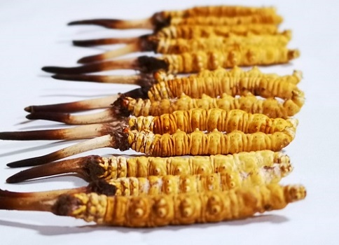 新鮮冬蟲夏草多少錢一根？吃什么樣的好呢