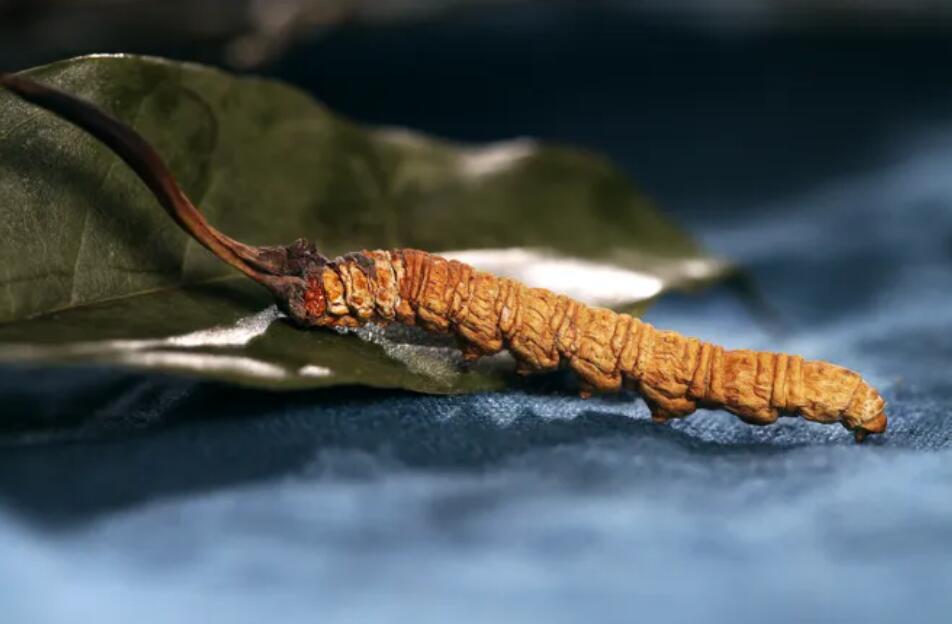 冬蟲(chóng)夏草的由來(lái)，冬蟲(chóng)夏草是怎么形成的？