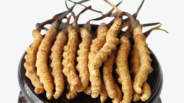 高海拔蟲(chóng)草