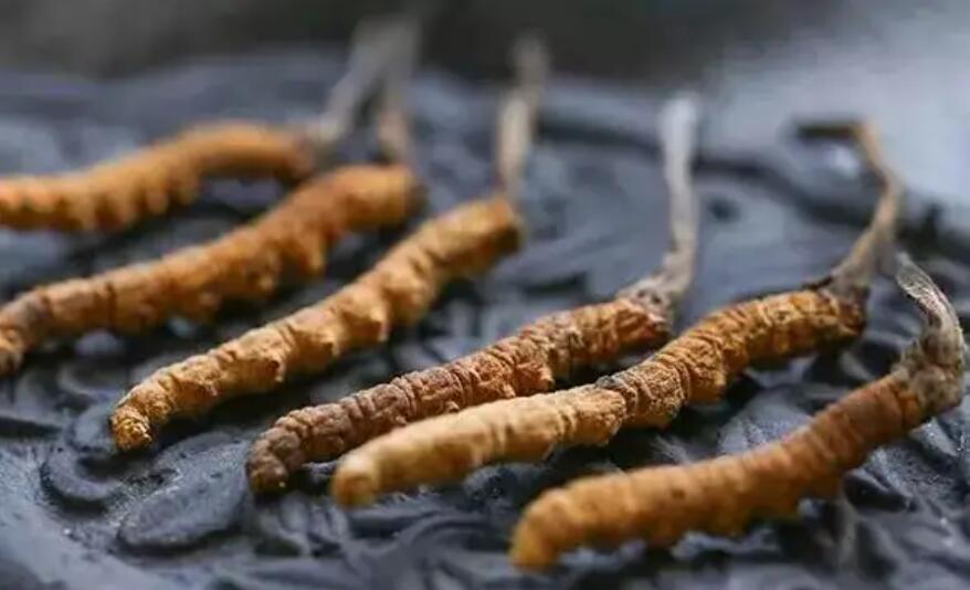 冬蟲夏草價格貴嗎？冬蟲夏草一般多少錢？