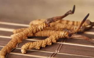 新鮮冬蟲夏草哪里有賣？哪里可以買到新鮮的冬蟲夏草？