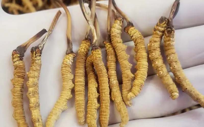 吃冬蟲夏草會過敏嗎？冬蟲夏草禁忌！