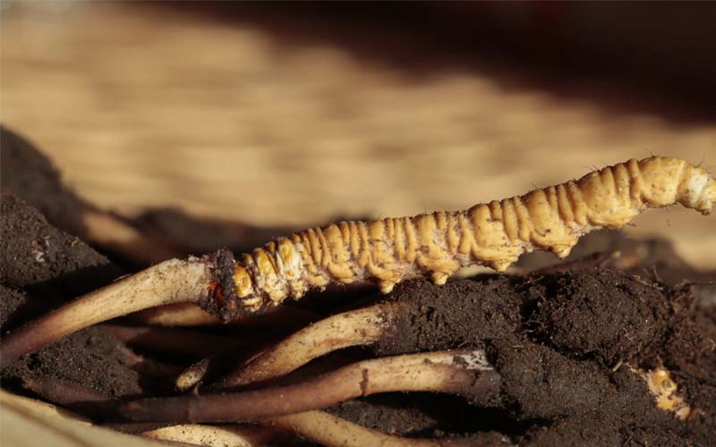 蟲草和冬蟲夏草作用區(qū)別？蟲草就是冬蟲夏草嗎？