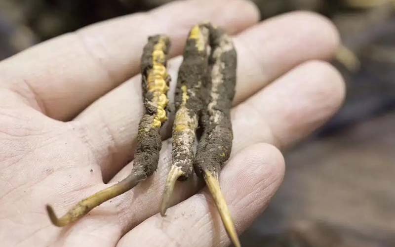 西藏那曲冬蟲夏草批發(fā)價格?那曲蟲草批發(fā)價多少錢一斤？