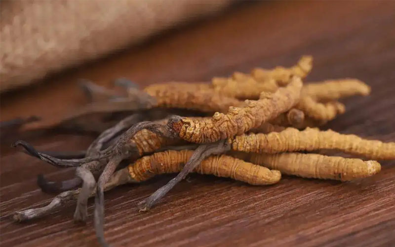 冬蟲夏草怎樣吃效果好？冬蟲夏草的食用方法！