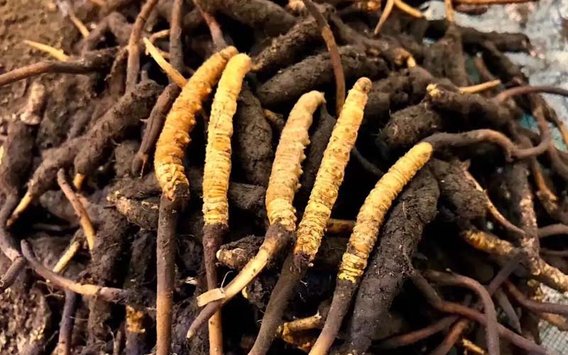 冬蟲(chóng)夏草的鑒別方法有哪些？