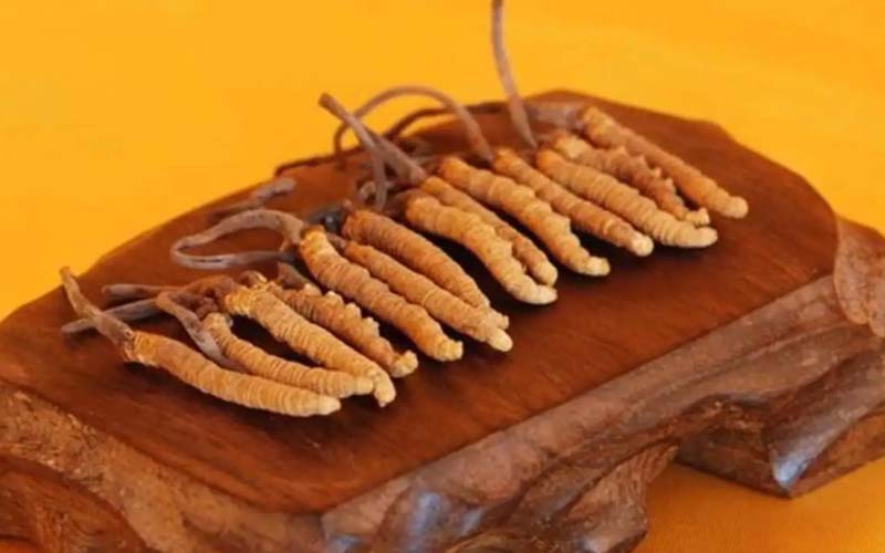 冬蟲夏草需要每天吃嗎?冬蟲夏草一天吃多少？