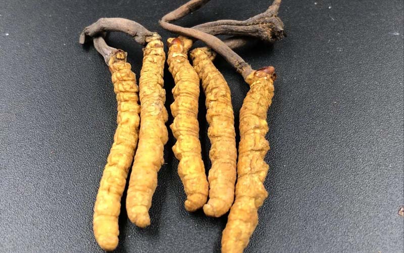 女人服用冬蟲(chóng)夏草有什么作用？冬蟲(chóng)夏草對(duì)女性的作用  ? ?