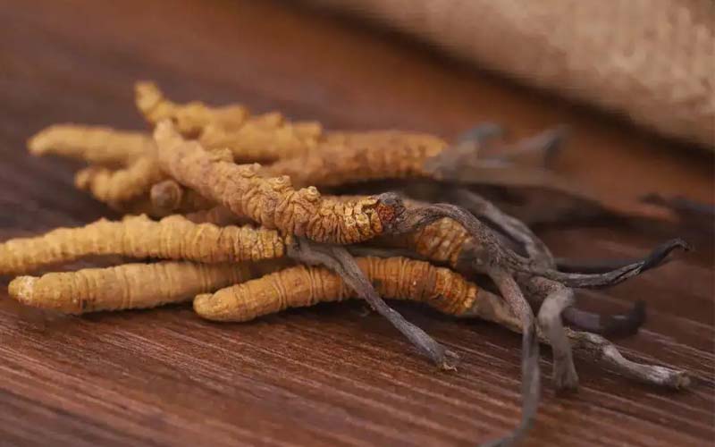 西藏的冬蟲夏草作用如何？