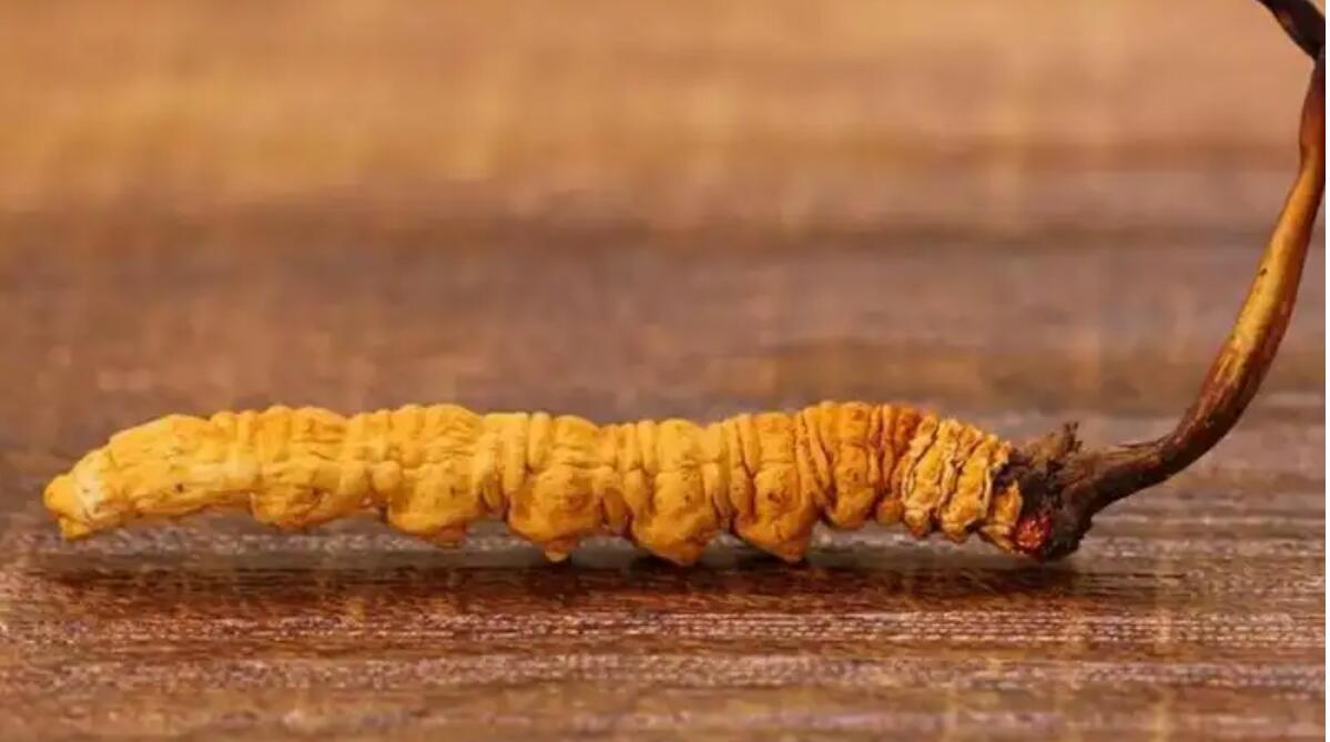 冬蟲夏草普洱茶效果好嗎？