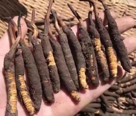 <a href=http://www.czfjwz.net/xinxian/ target=_blank class=infotextkey>新<a href=http://www.czfjwz.net/xinxian/ target=_blank class=infotextkey>鮮冬蟲夏草</a></a>