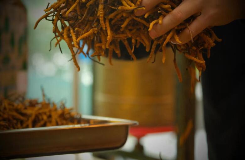 冬蟲(chóng)夏草有什么作用?和大小、斷草有關(guān)系嗎?