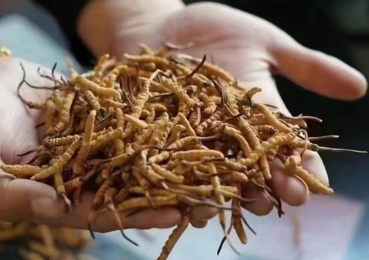 新鮮冬蟲夏草怎么洗最好？新鮮冬蟲夏草怎么清洗？