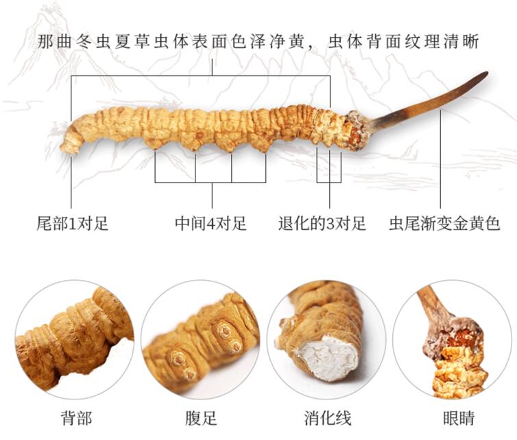 冬蟲(chóng)夏草