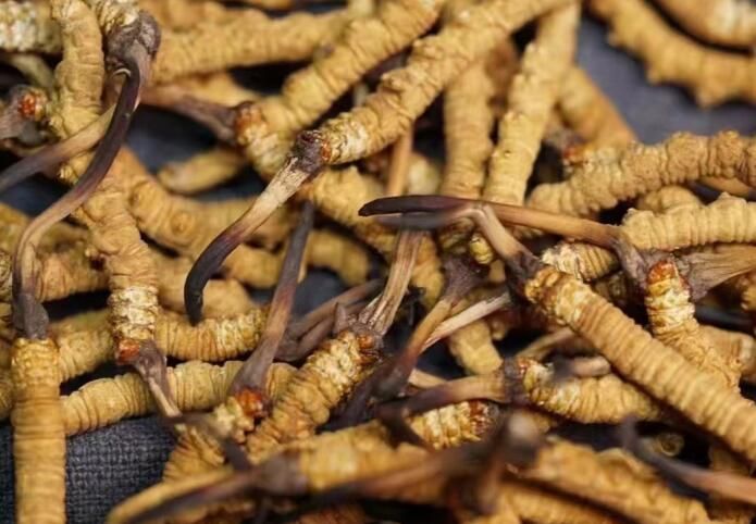 <a href=http://www.czfjwz.net/sdph/dqt/ target=_blank class=infotextkey>東強(qiáng)堂</a>冬蟲(chóng)夏草