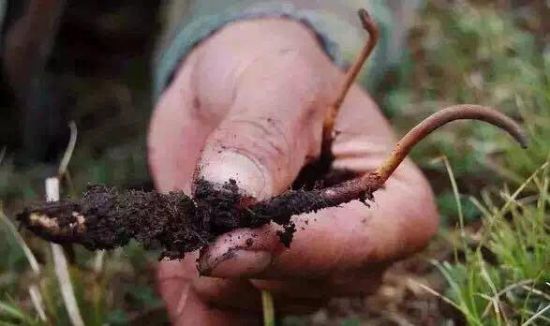 影響新鮮冬蟲(chóng)夏草品質(zhì)的因素有哪些