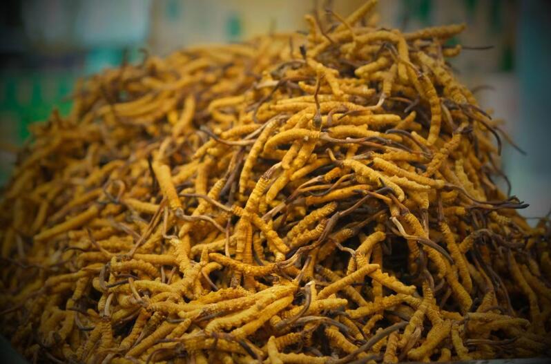 冬蟲夏草的產(chǎn)量為何一年不如一年呢？