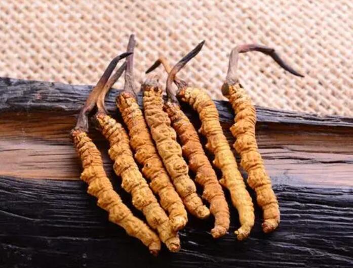 怎樣有效鑒別冬蟲(chóng)夏草的陳草和鮮草