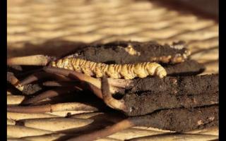 冬蟲(chóng)夏草“冬補(bǔ)三九，夏補(bǔ)三伏”