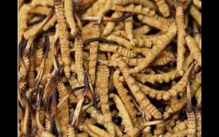 冬蟲夏草的功效與其大小關(guān)系有多大呢？