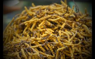 春天養(yǎng)生保健用冬蟲夏草的好處有什么