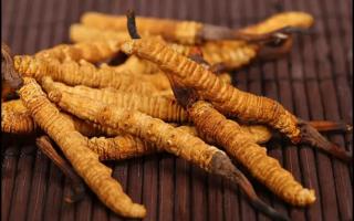 冬蟲(chóng)夏草為什么有個(gè)體大小的差異？